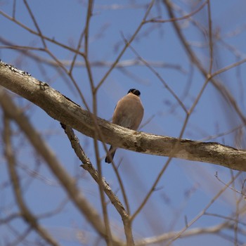 Eurasian Bullfinch 壮瞥町 Sat, 3/6/2021