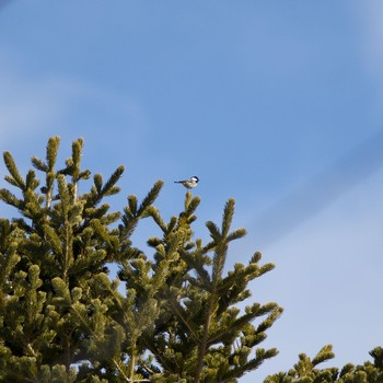 Coal Tit 壮瞥町 Sat, 3/6/2021