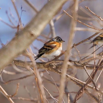 Brambling 壮瞥町 Sat, 3/6/2021