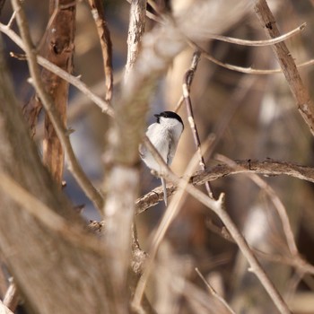 Marsh Tit 壮瞥町 Sat, 3/6/2021