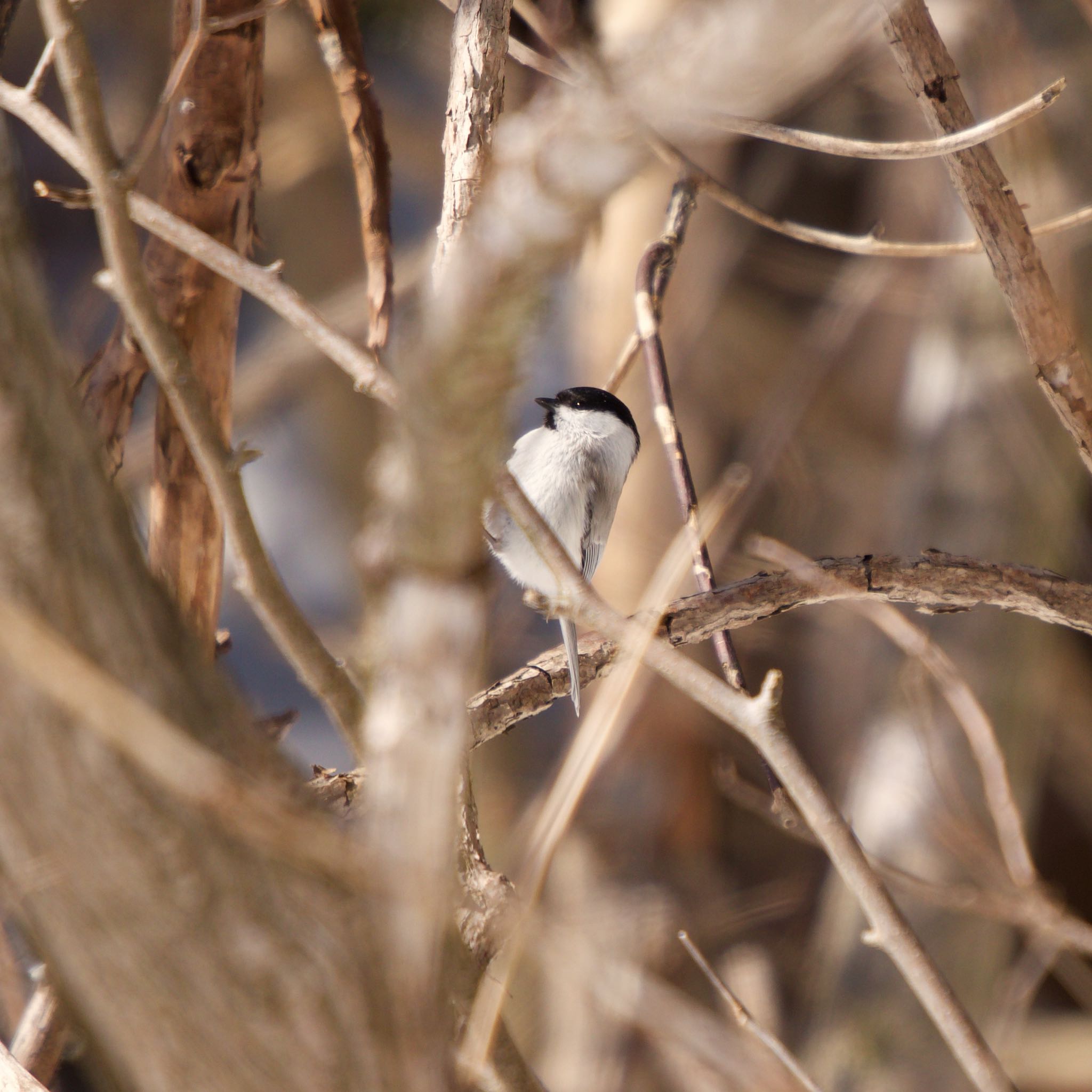 Marsh Tit