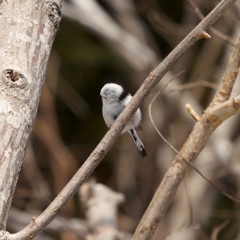 Long-tailed tit(japonicus) 壮瞥町 Sat, 3/6/2021