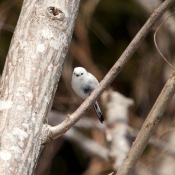 Long-tailed tit(japonicus) 壮瞥町 Sat, 3/6/2021