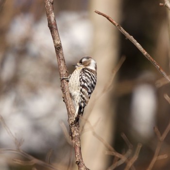 Japanese Pygmy Woodpecker(seebohmi) 壮瞥町 Sat, 3/6/2021