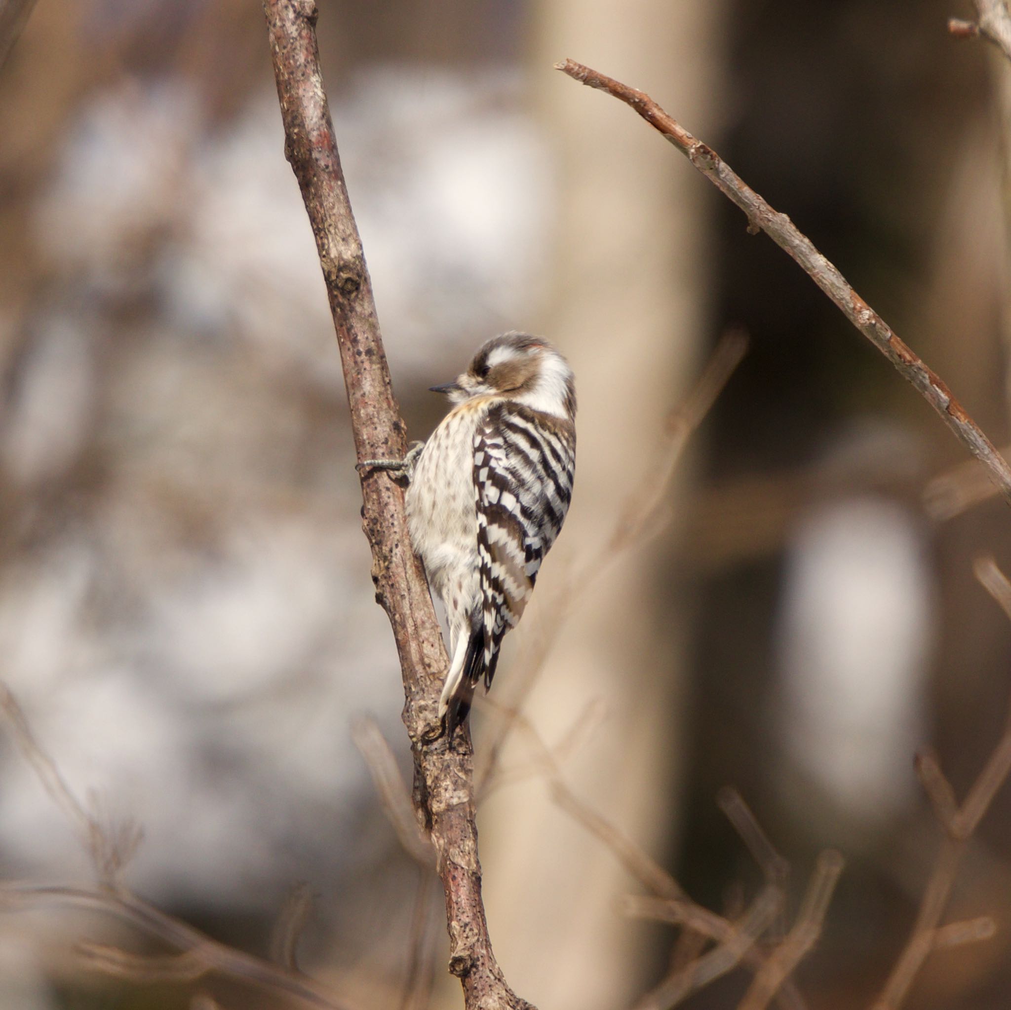 Japanese Pygmy Woodpecker(seebohmi)