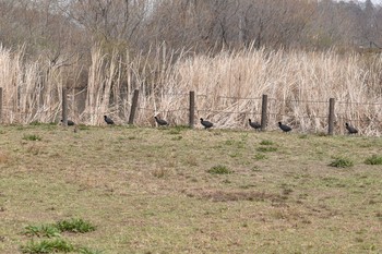 オオバン 守谷城址公園 2021年3月6日(土)