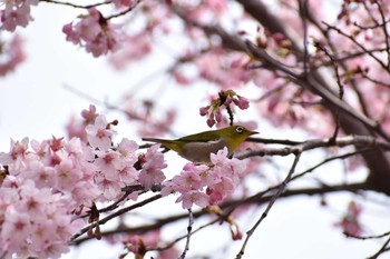 メジロ 守谷城址公園 2021年3月6日(土)