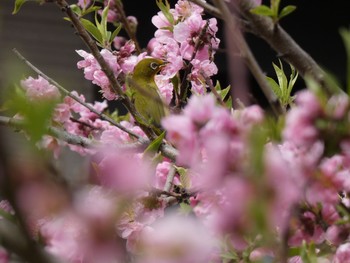 メジロ さいわい緑道(川崎市) 2021年3月6日(土)