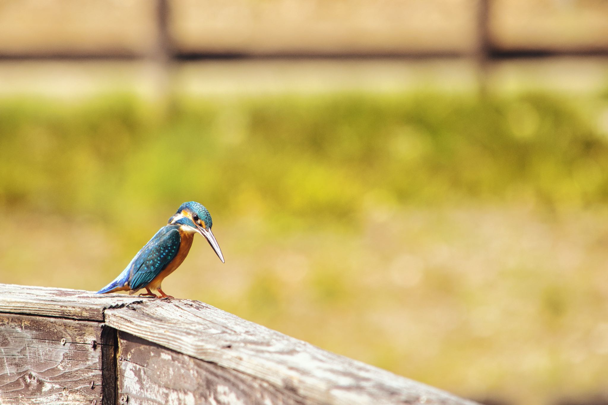 狭山丘陵 カワセミの写真 by naturedrop