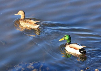 Mallard 滋賀県 Mon, 12/19/2016