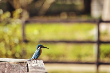 2021年3月6日(土) 狭山丘陵の野鳥観察記録