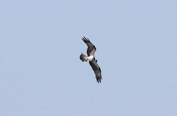 Osprey 和歌山県 Tue, 11/22/2016