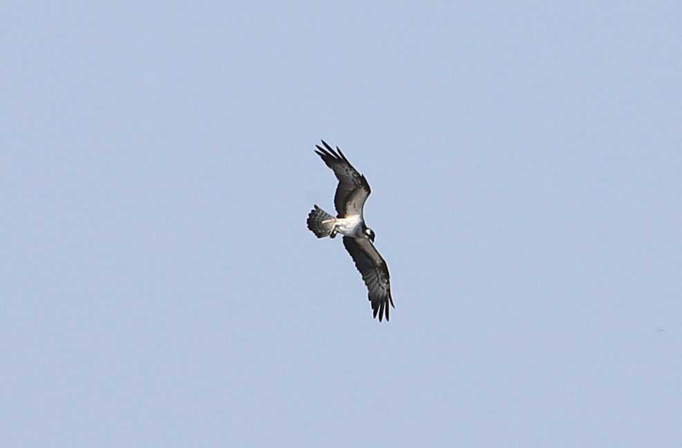 Photo of Osprey at 和歌山県 by アカウント695