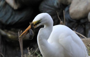 Great Egret Kitamoto Nature Observation Park Sat, 3/6/2021