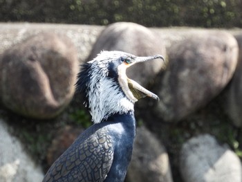 カワウ 場所が不明 2021年3月6日(土)