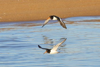 Eurasian Oystercatcher 三重県 Mon, 12/19/2016