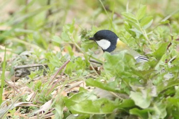 2021年2月26日(金) 愛知県知多市梅の館の野鳥観察記録