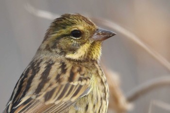 アオジ 秋ヶ瀬公園 2021年2月12日(金)