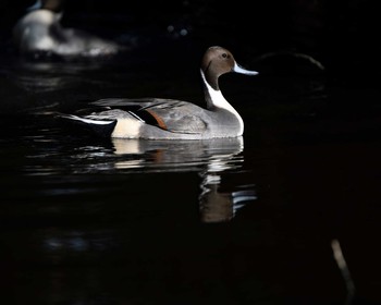 Sun, 11/22/2020 Birding report at 徳生公園