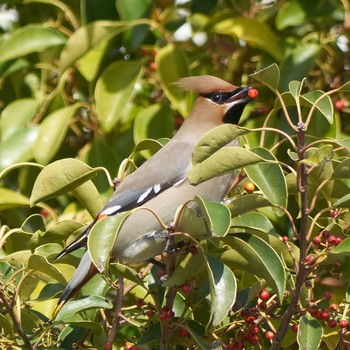 Bohemian Waxwing 平塚市 Thu, 3/4/2021