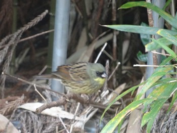 Masked Bunting 京都大文字 Sat, 3/6/2021