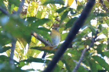 Mugimaki Flycatcher 滋賀県 Sat, 11/5/2016