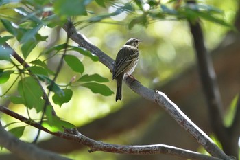 ビンズイ 金沢区海の公園 2020年3月15日(日)