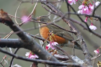 アカハラ 長浜公園 2020年3月1日(日)