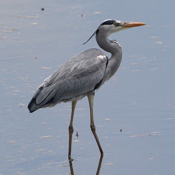 2021年3月6日(土) Sungei Buloh Wetland Reserveの野鳥観察記録