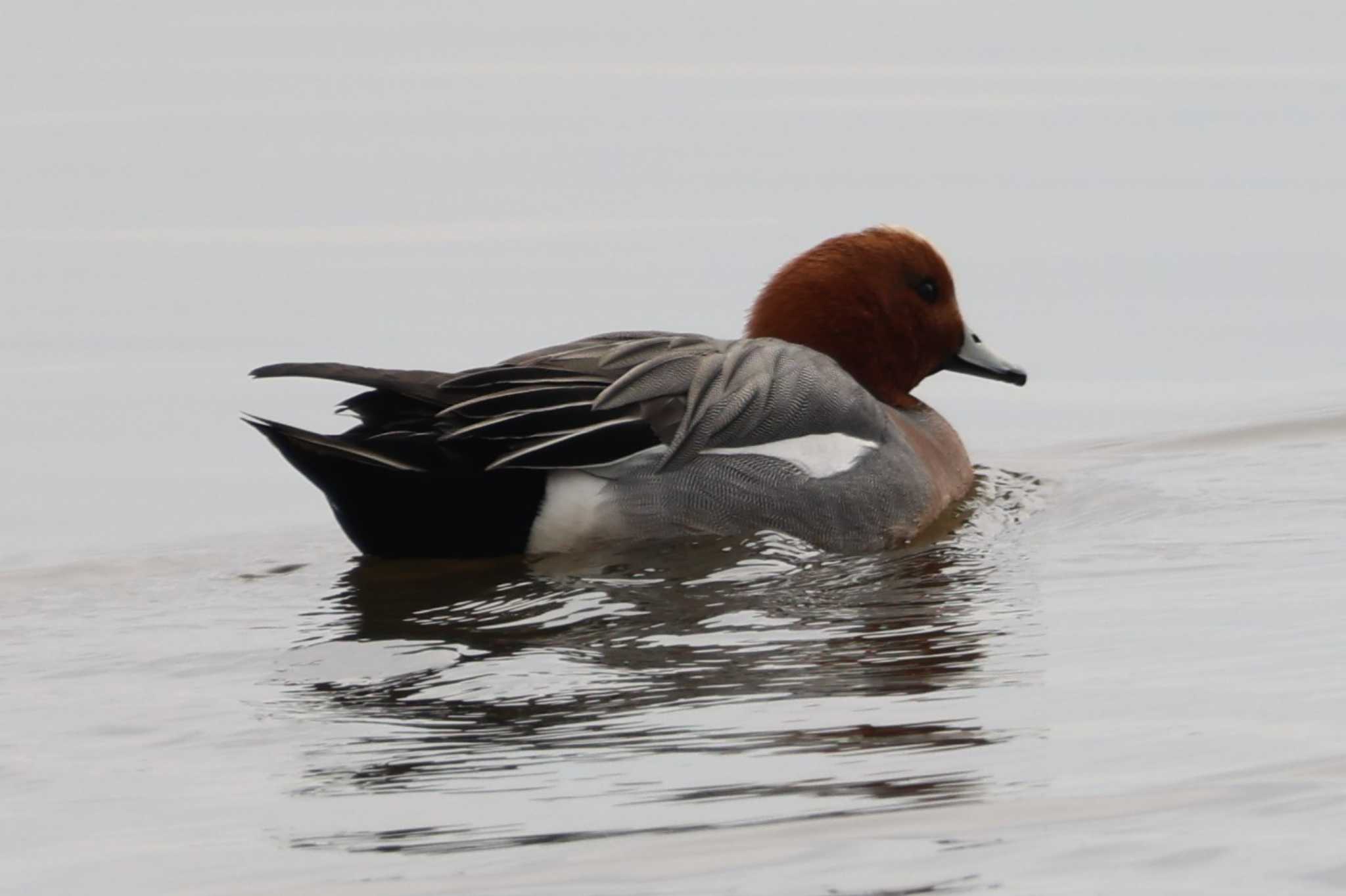 Photo of Eurasian Wigeon at Watarase Yusuichi (Wetland) by Mororo