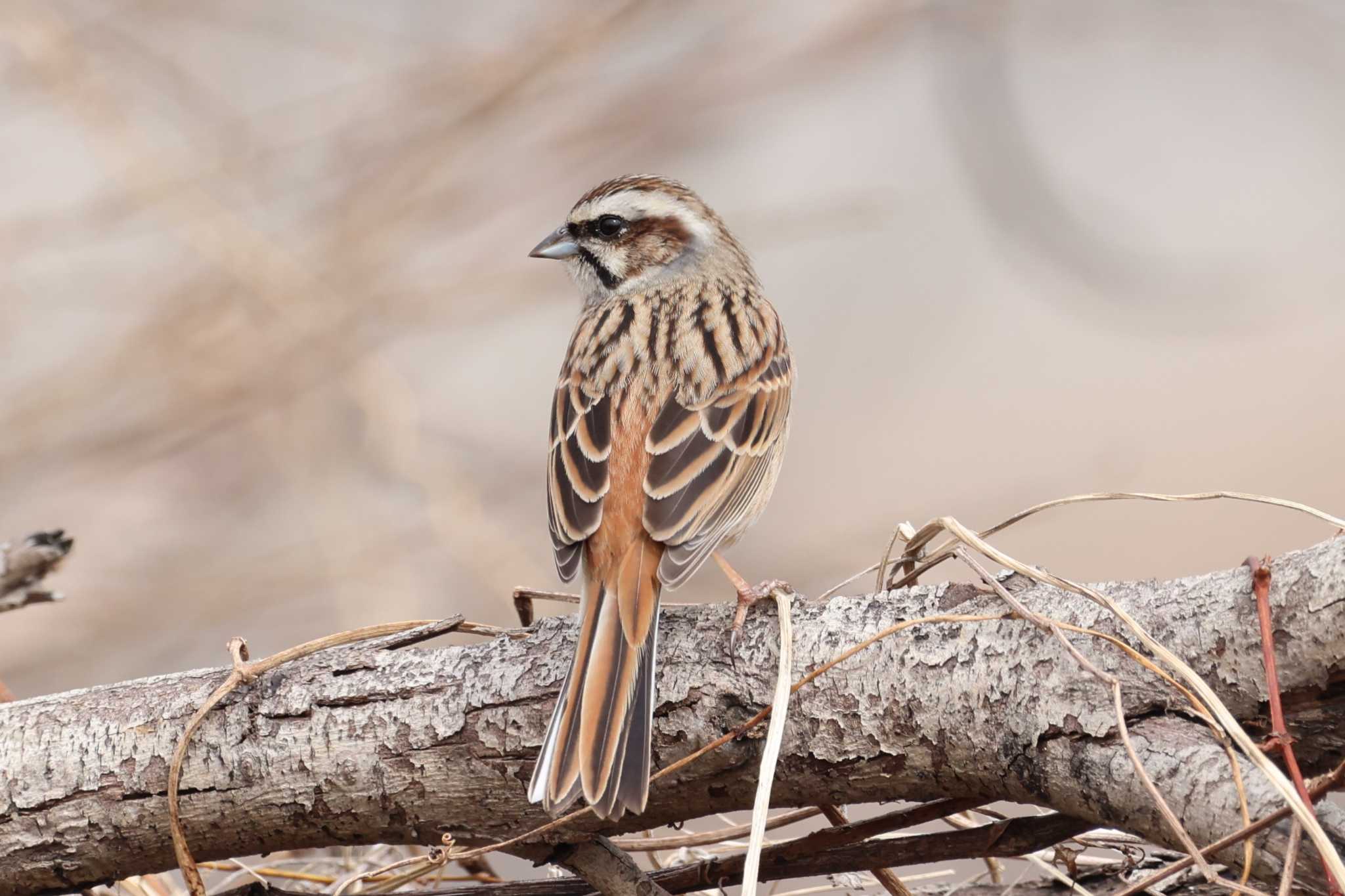 Meadow Bunting