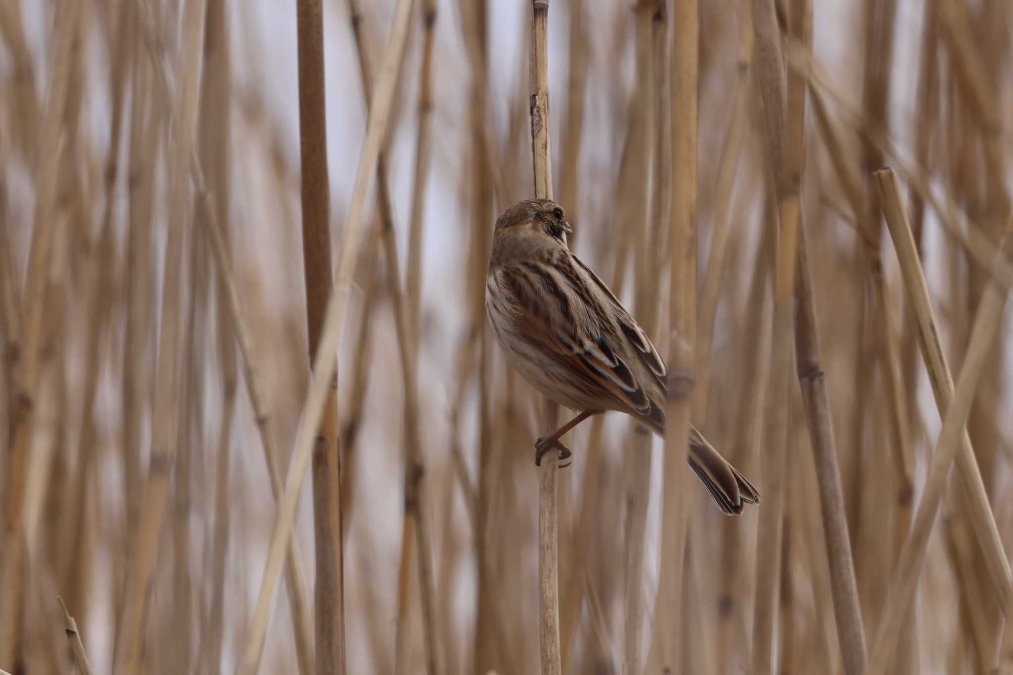 Common Reed Bunting