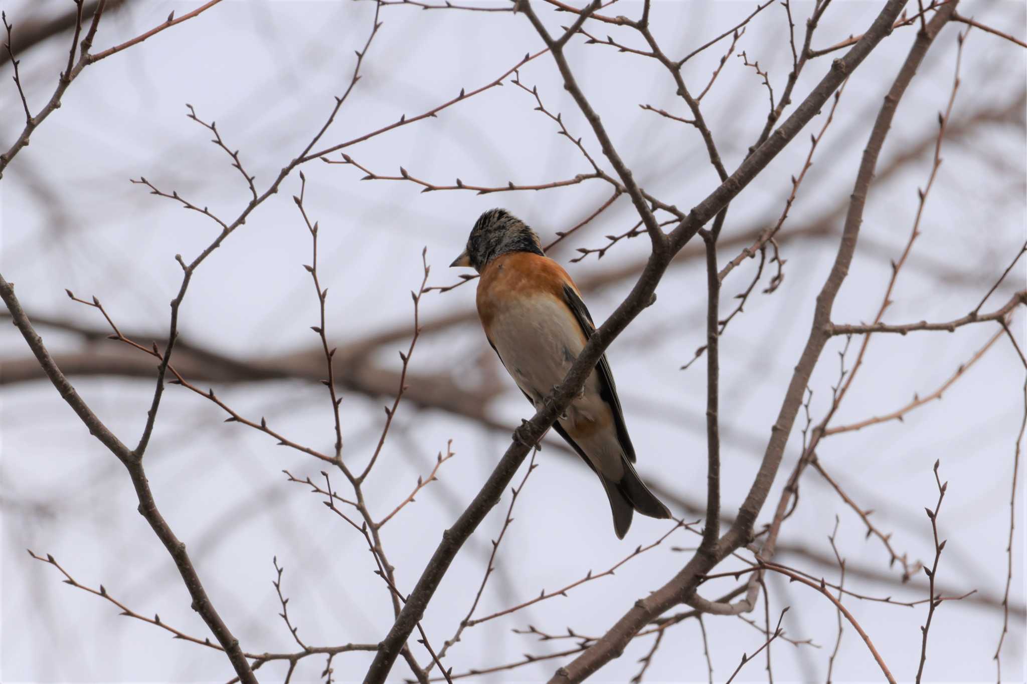 Brambling