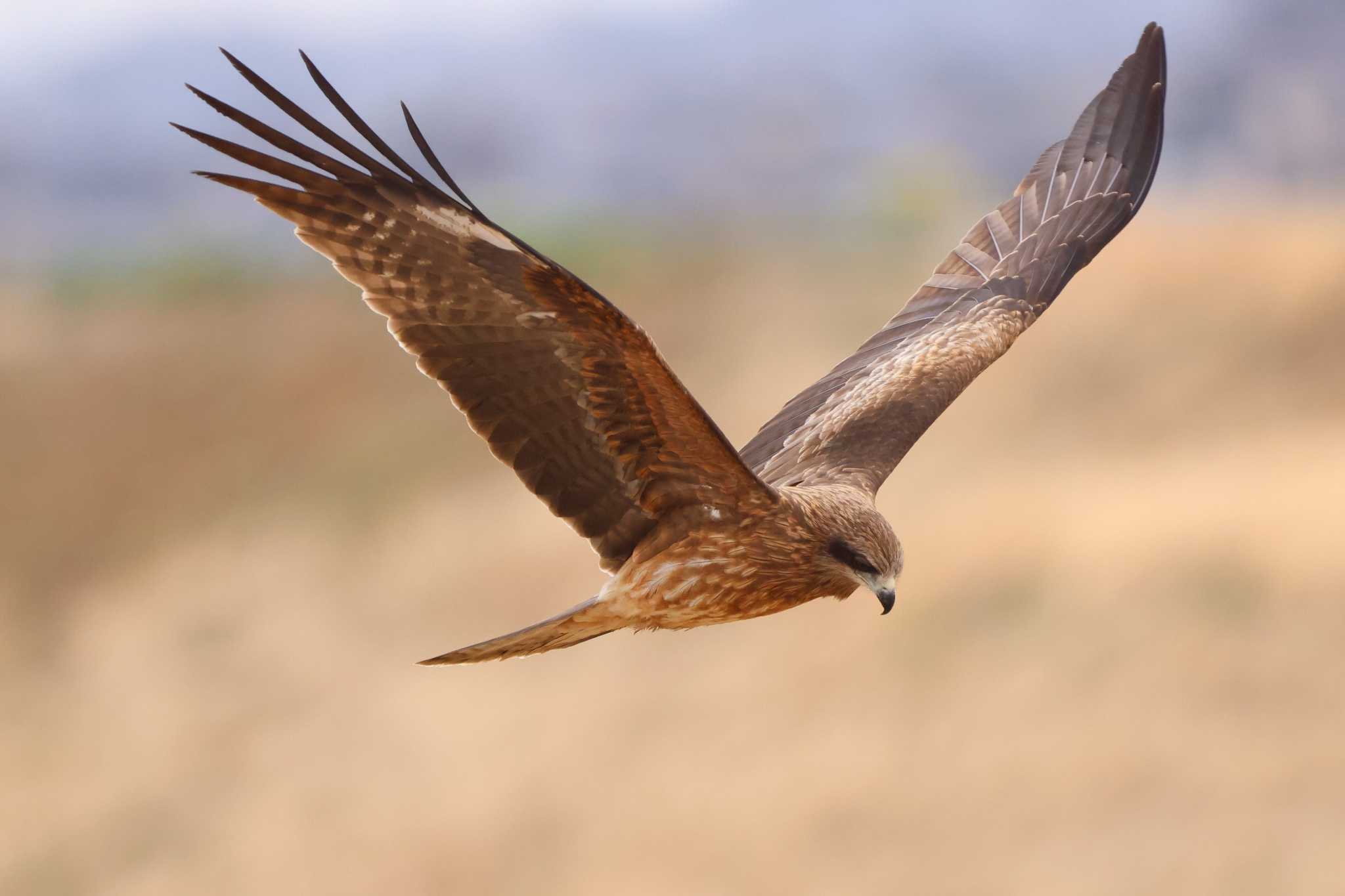 Photo of Black Kite at Watarase Yusuichi (Wetland) by Mororo