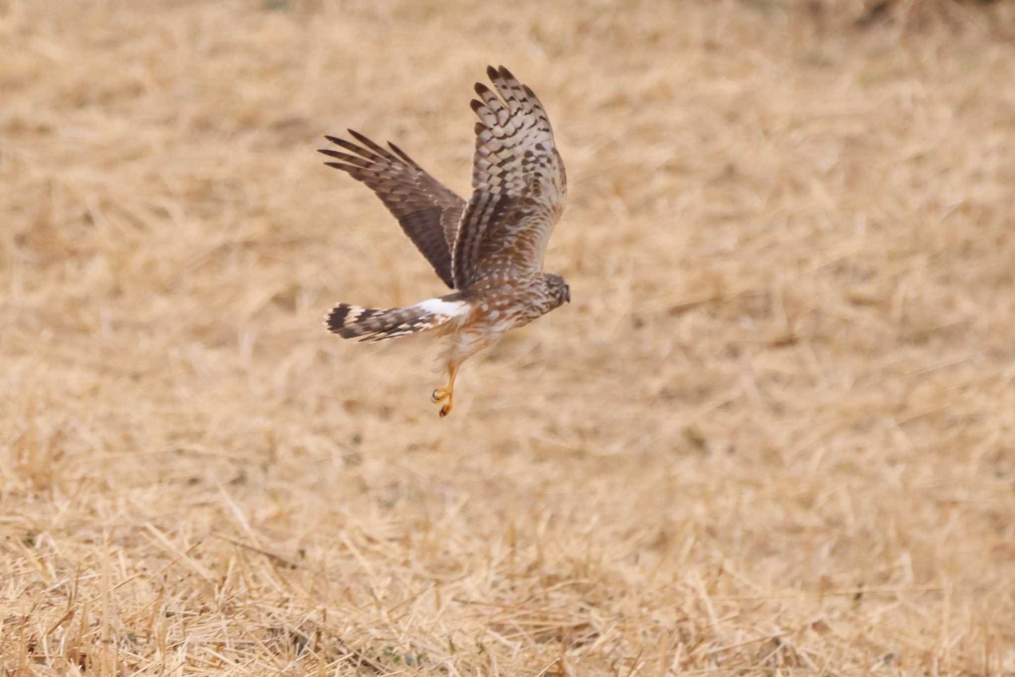 Hen Harrier