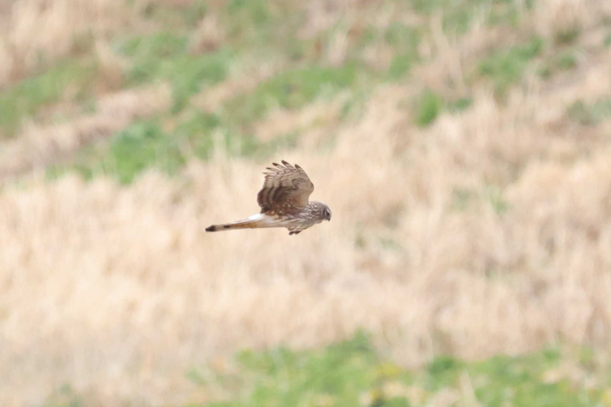 Photo of Hen Harrier at Watarase Yusuichi (Wetland) by Mororo