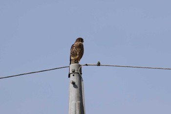 2021年3月4日(木) 稲城市の野鳥観察記録