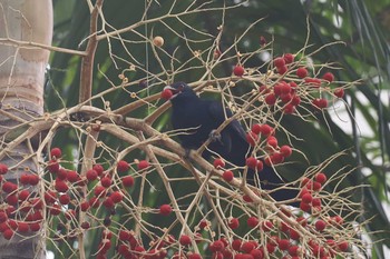 Asian Koel Unknown Spots Sat, 3/2/2019