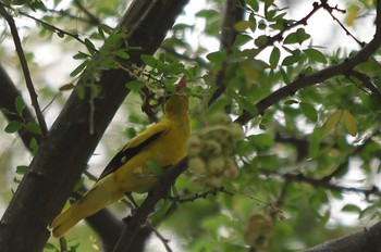 Black-naped Oriole Unknown Spots Thu, 4/2/2020