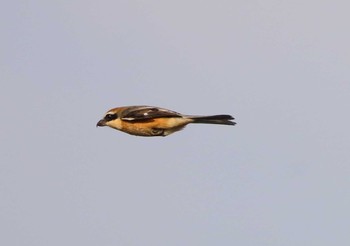 Bull-headed Shrike 岐阜県 Thu, 1/19/2017