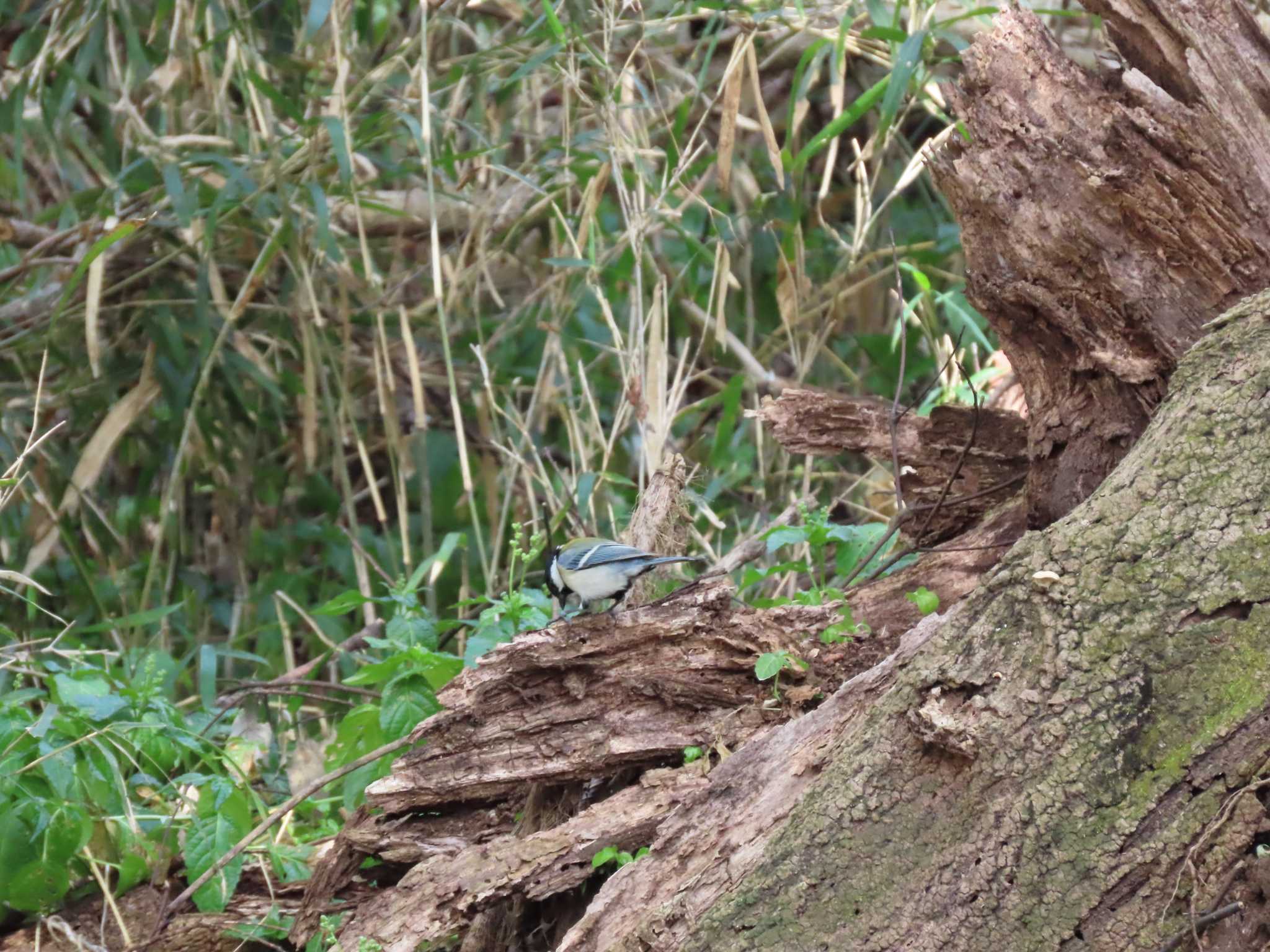 シジュウカラ