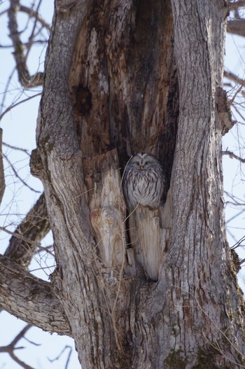 Ural Owl(japonica) Tomakomai Experimental Forest Sat, 3/6/2021