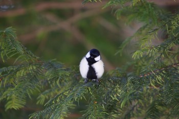 シジュウカラ 北大研究林(北海道大学苫小牧研究林) 2021年3月6日(土)