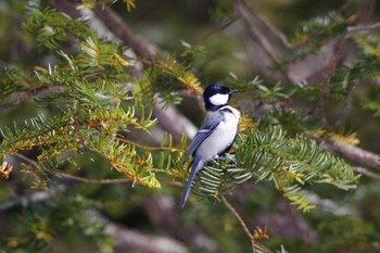 シジュウカラ 北大研究林(北海道大学苫小牧研究林) 2021年3月6日(土)