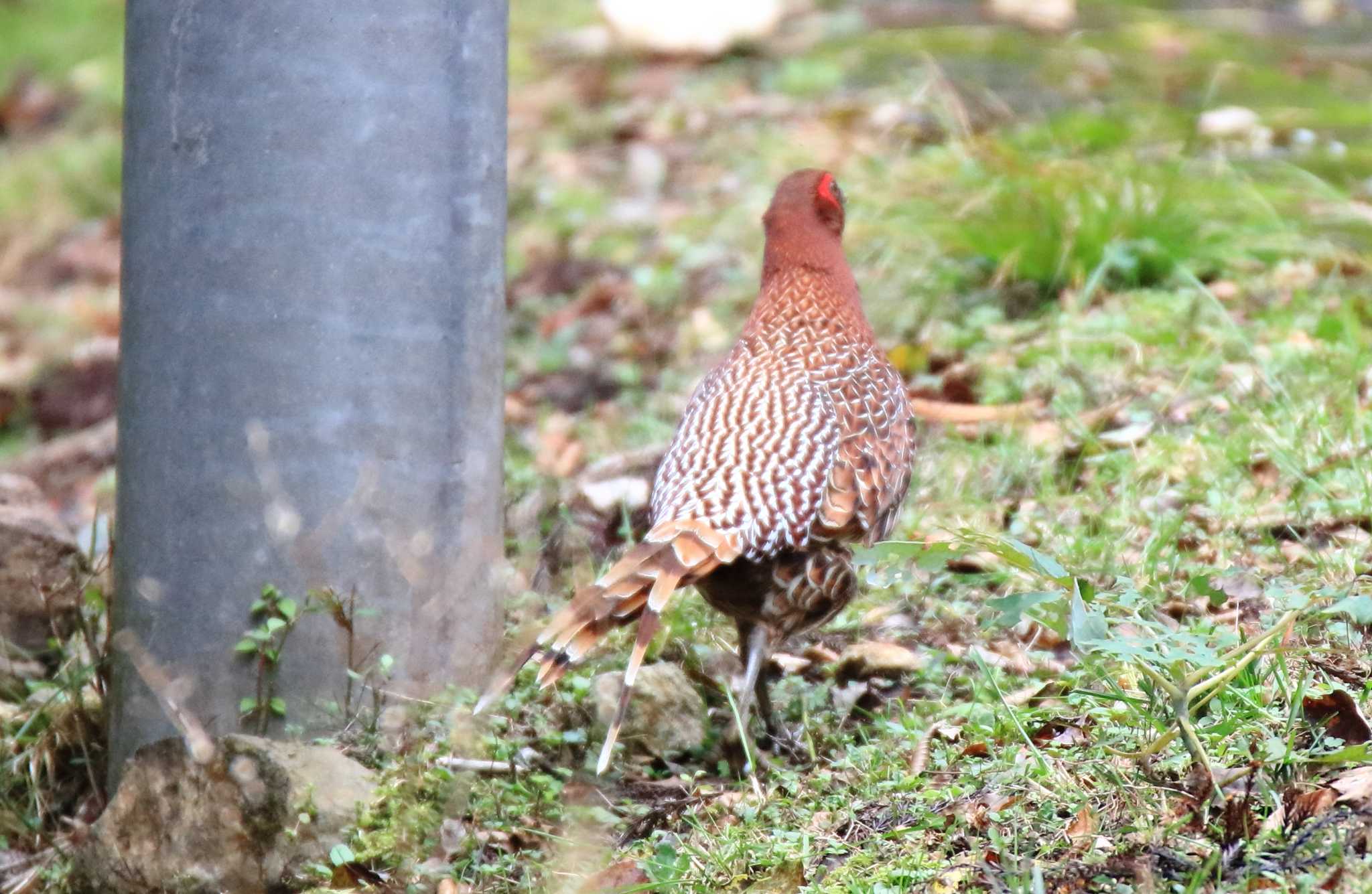 Photo of Copper Pheasant at 京都府 by アカウント695