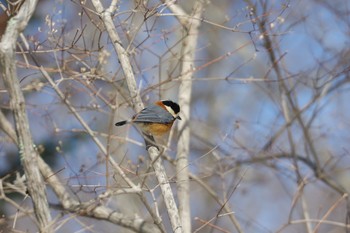 ヤマガラ 北大研究林(北海道大学苫小牧研究林) 2021年3月6日(土)