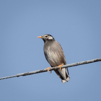 White-cheeked Starling 鈴鹿市 Sun, 3/7/2021