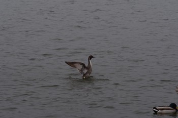 Northern Pintail 坂田 Sat, 3/6/2021