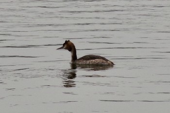 Great Crested Grebe 坂田 Sat, 3/6/2021