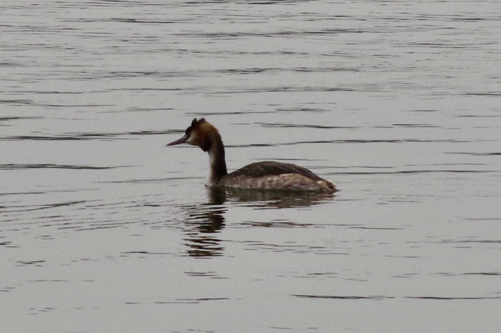 Photo of Great Crested Grebe at 坂田 by sui